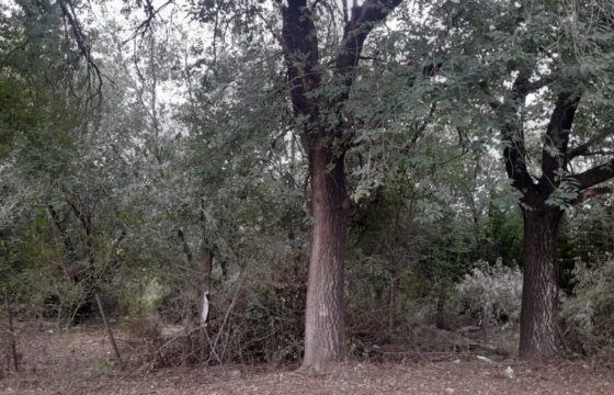COD. 409 EXCELENTE TERRENO EN VILLA PARQUE SIQUIMAN – CORDOBA.